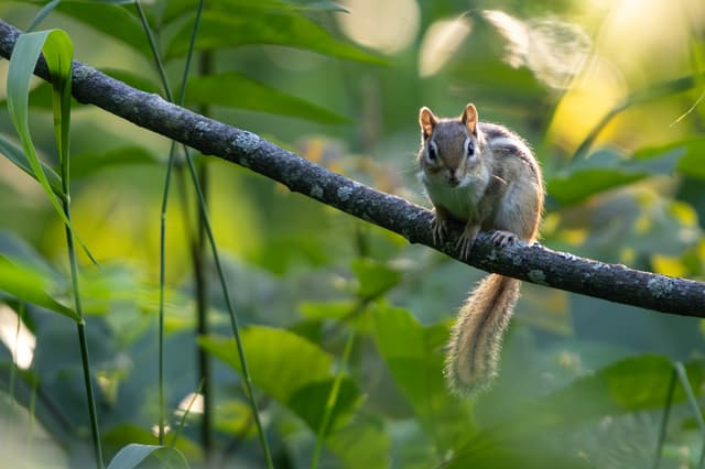 A chipmunk perched on a tree branch amidst green foliage, bathed in soft sunlight