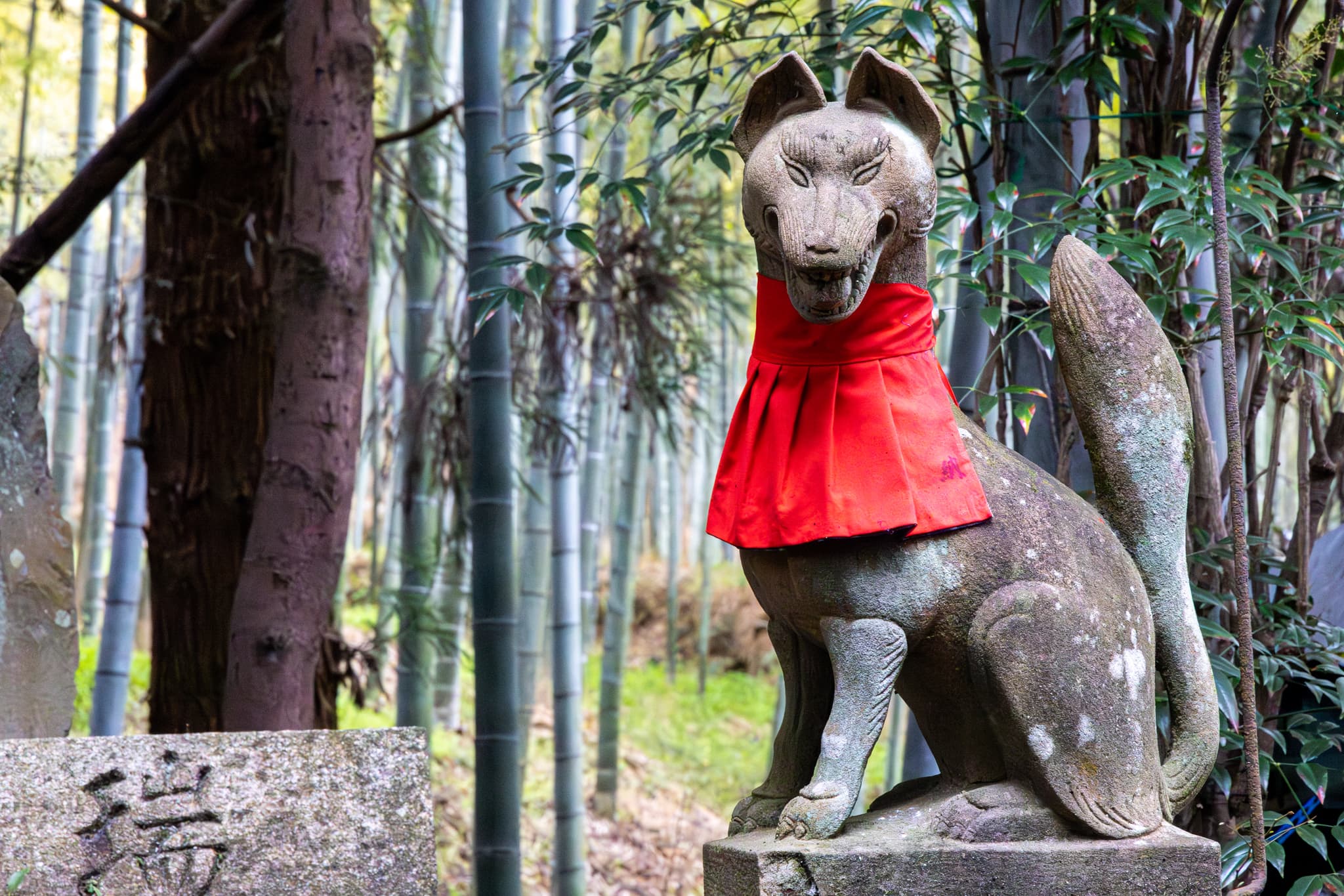 unfriendly fox fellow