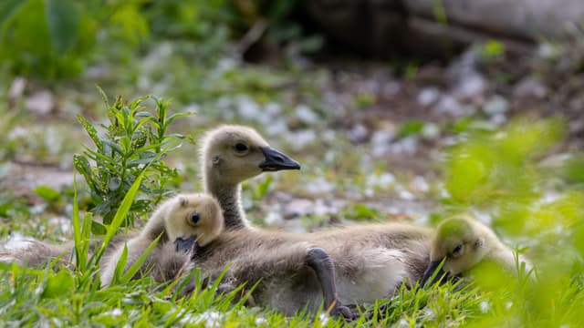 Three goslings resting on grass