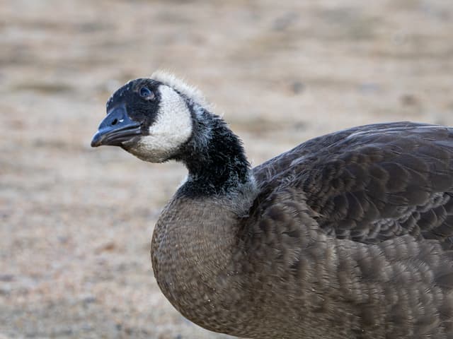 A Canada goose is captured in profile against a blurred natural background
