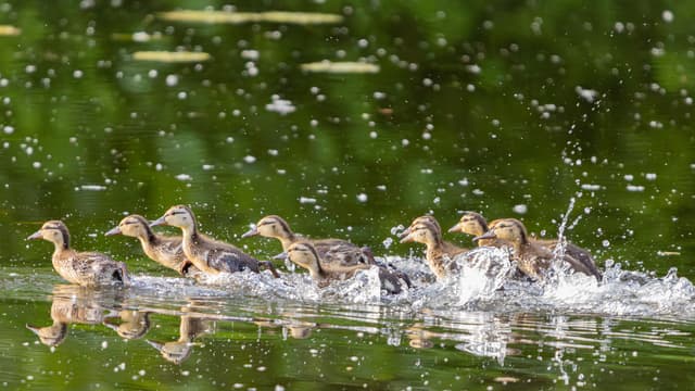 A line of ducklings paddling energetically across a body of water, creating splashes