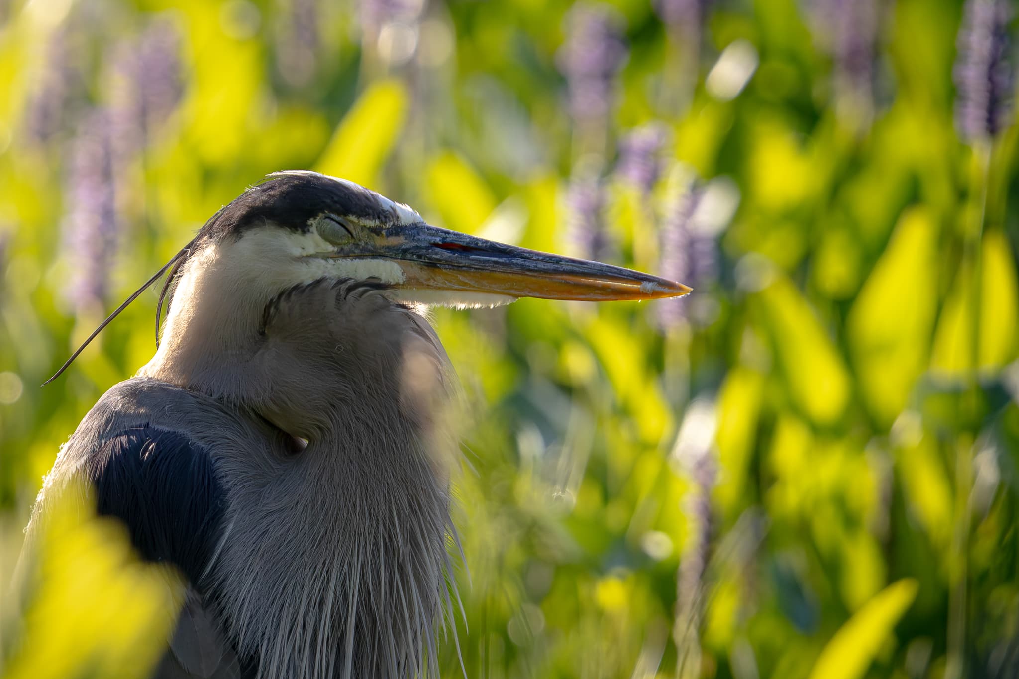 A sleepy great blue heron stands among green foliage, with sunlight filtering through the leaves, highlighting its feathers and long beak
