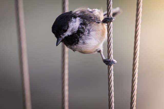 A chickadee perched on a vertical rope, with several parallel ropes in the background