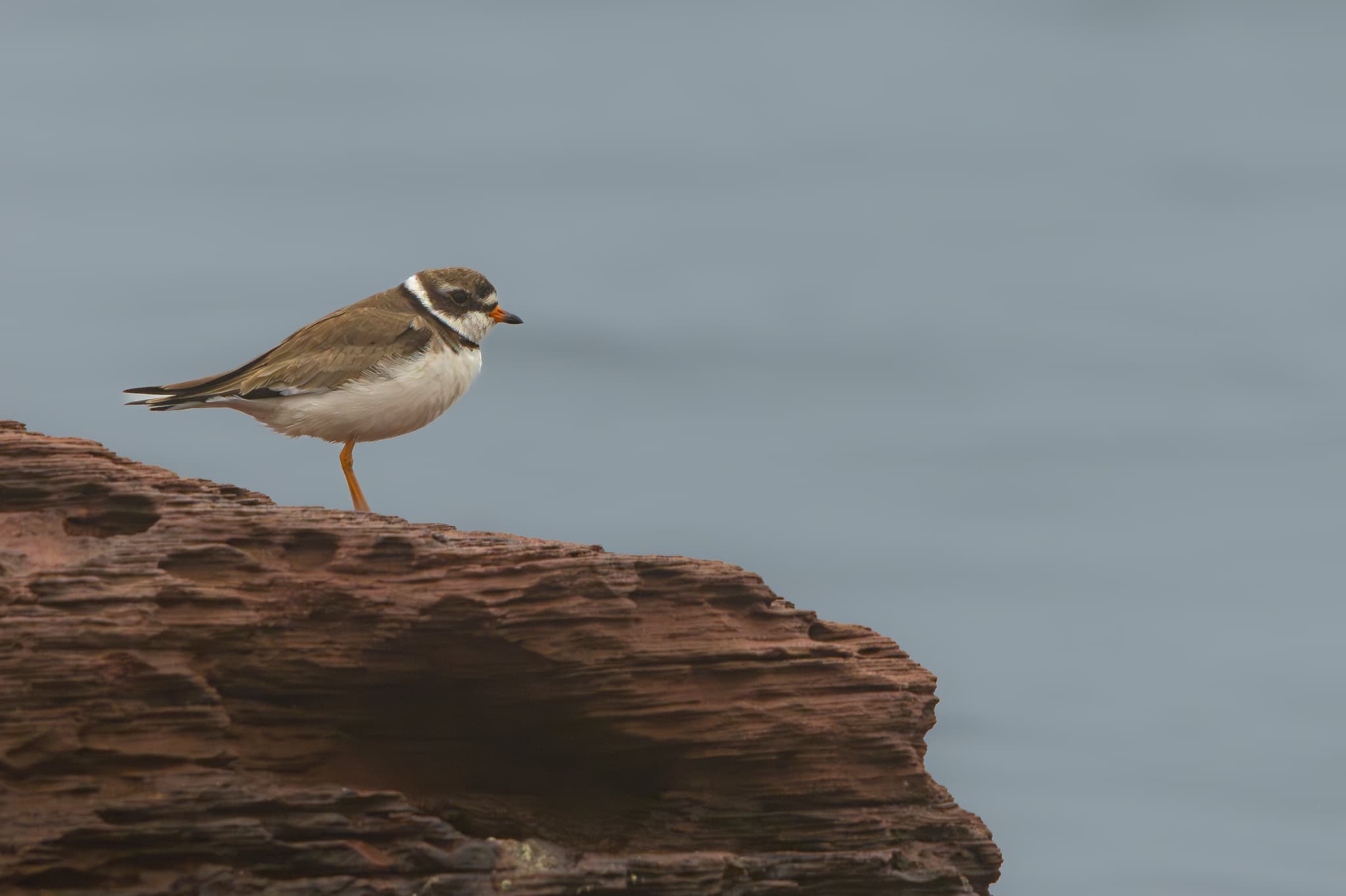 A plover perched on a red rock against a blurry sea.