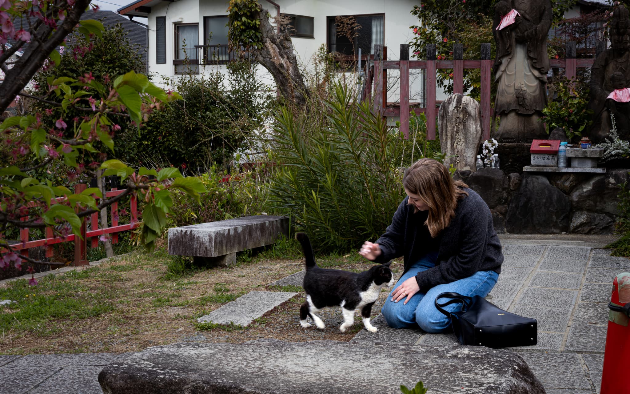 fushimi inari cat
