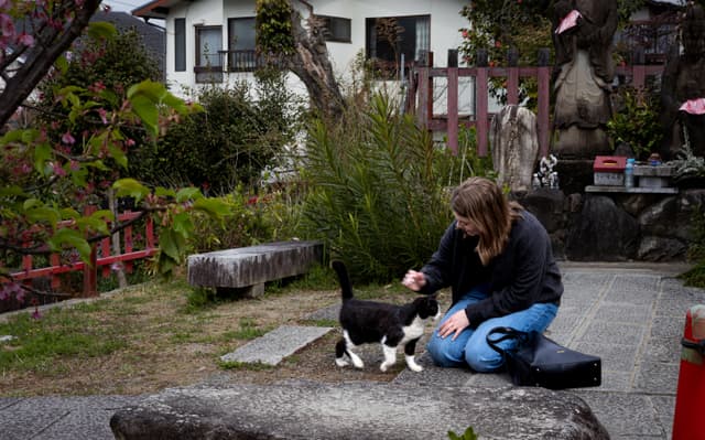 fushimi inari cat