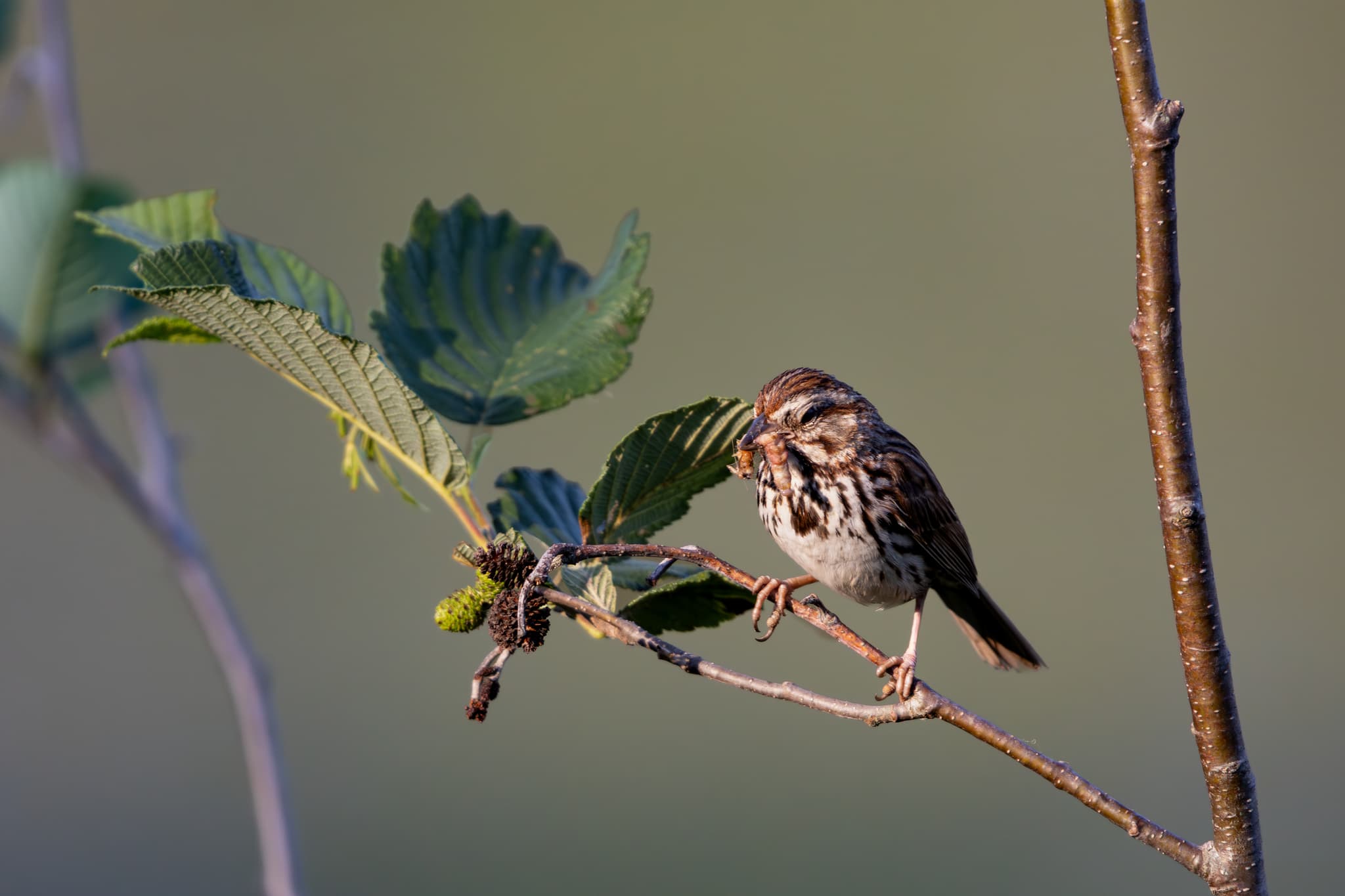 A small bird perched on a thin branch with green leaves against a soft-focus background with a worm in it's mouth
