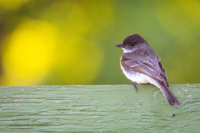 Eastern phoebe perched on a wooden surface with a blurred green and yellow background