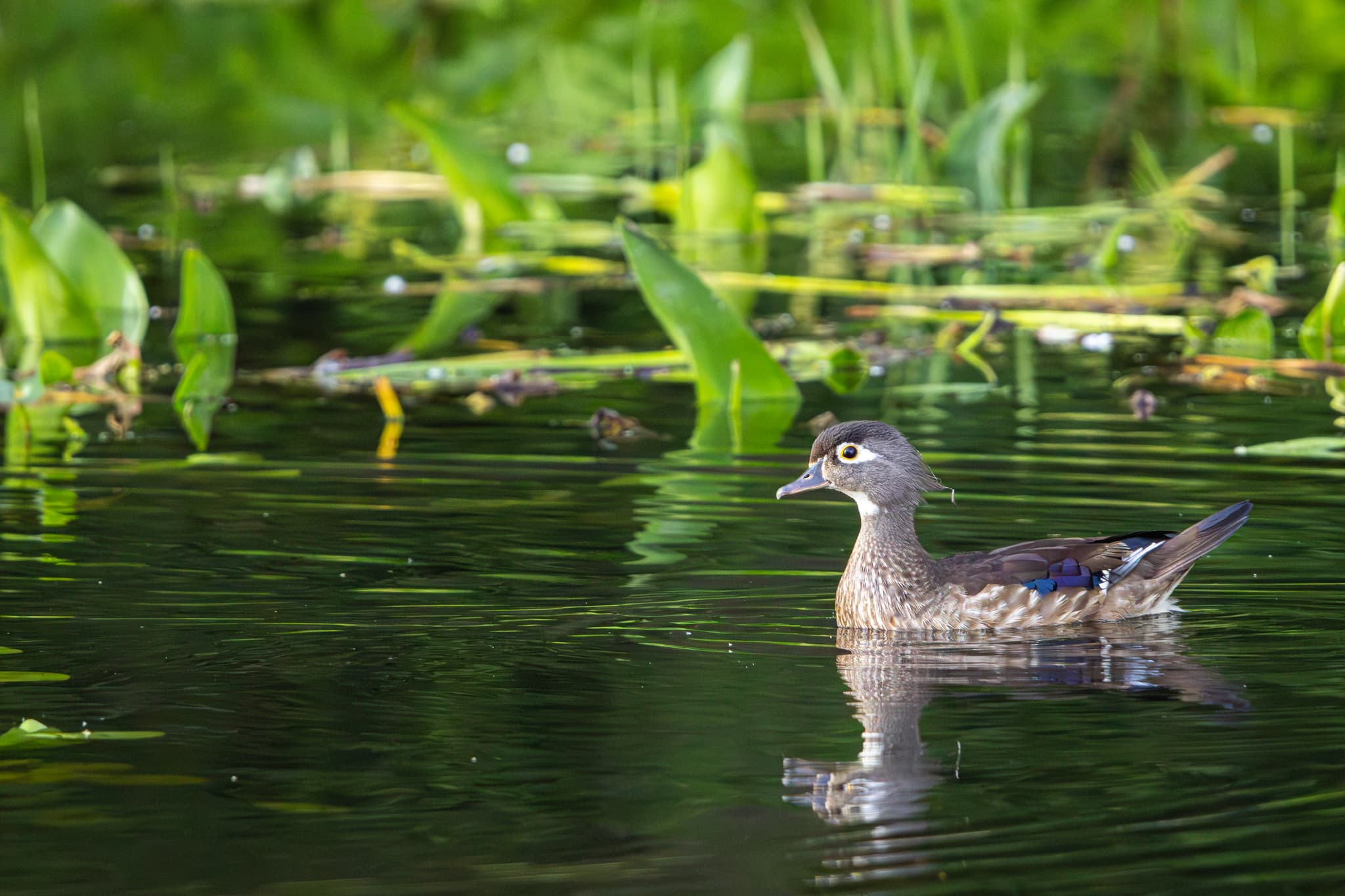 A female wood duck swims in calm water amidst green vegetation