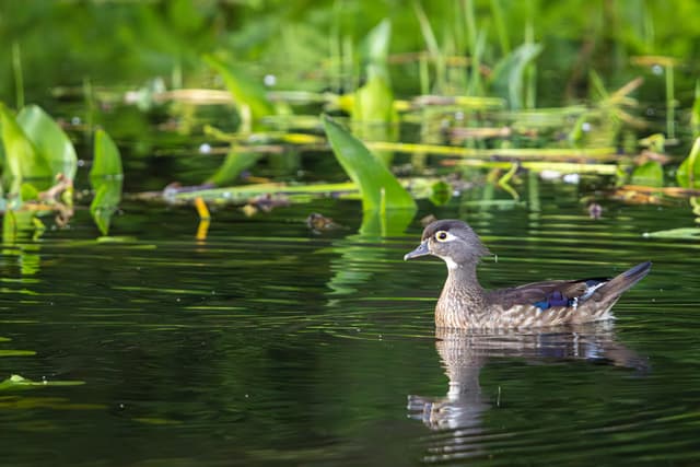 A female wood duck swims in calm water amidst green vegetation