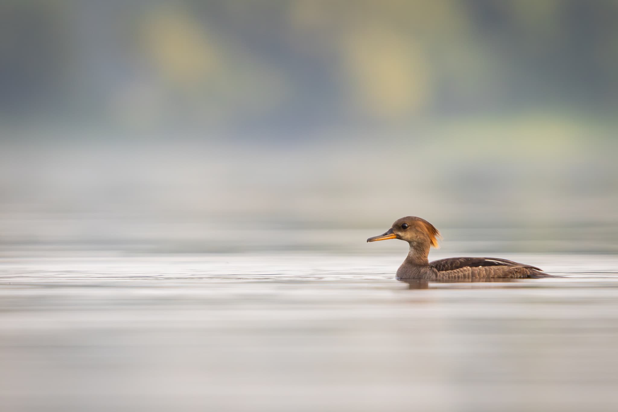 A duck floats on calm water with a soft-focus background