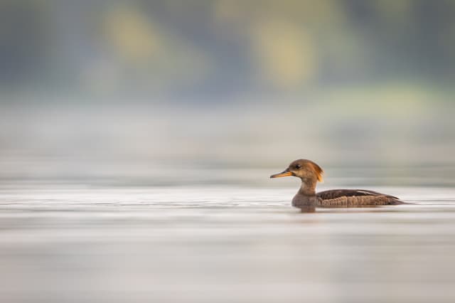 A duck floats on calm water with a soft-focus background