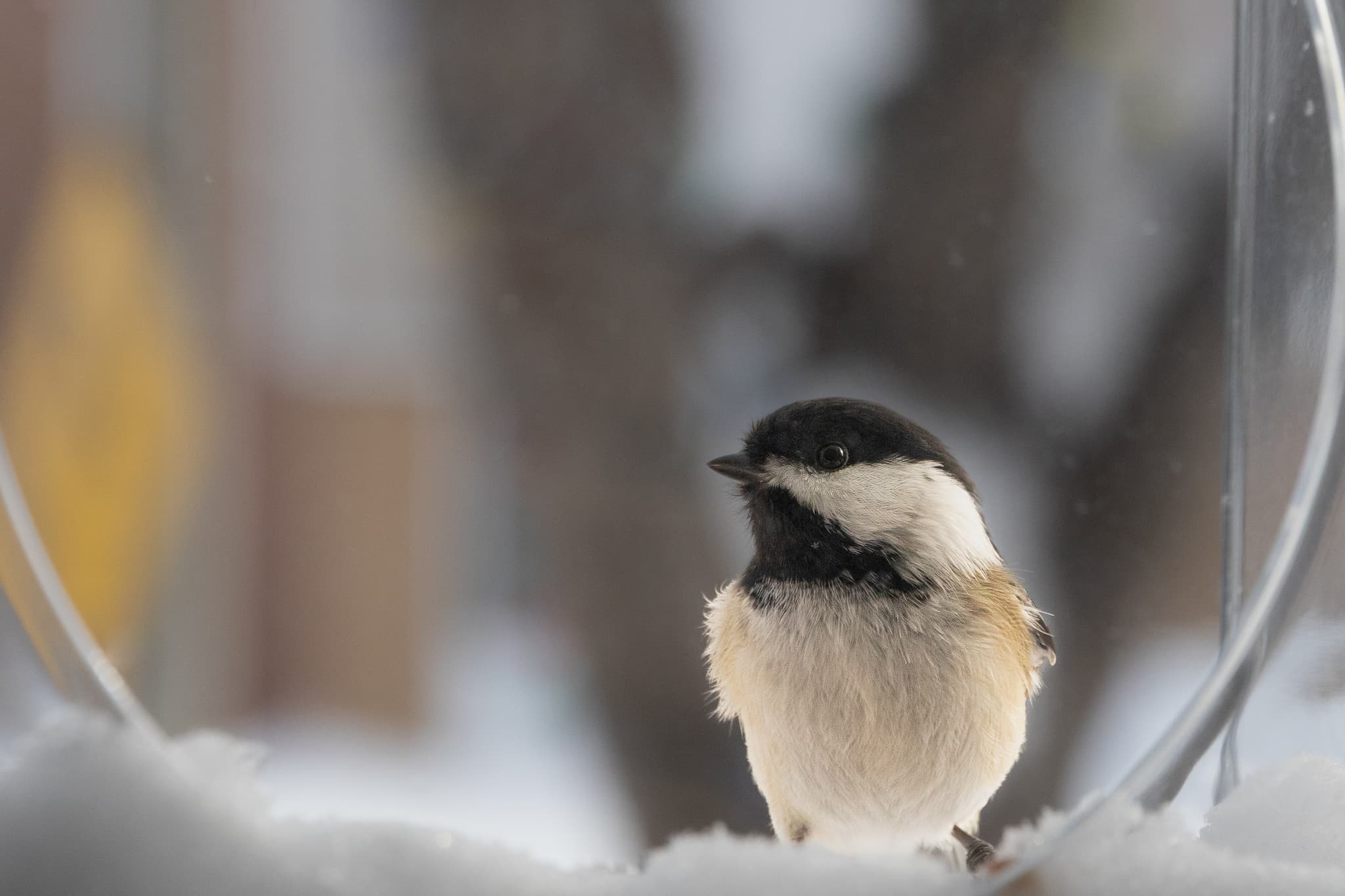 chickadee in on the valentine's day action
