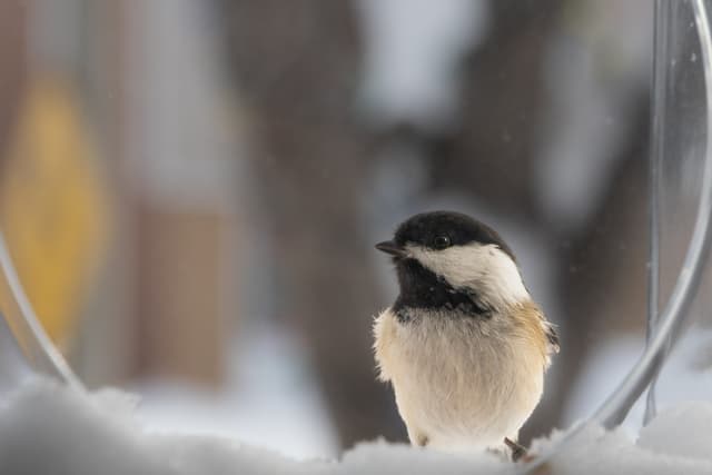 chickadee in on the valentine's day action