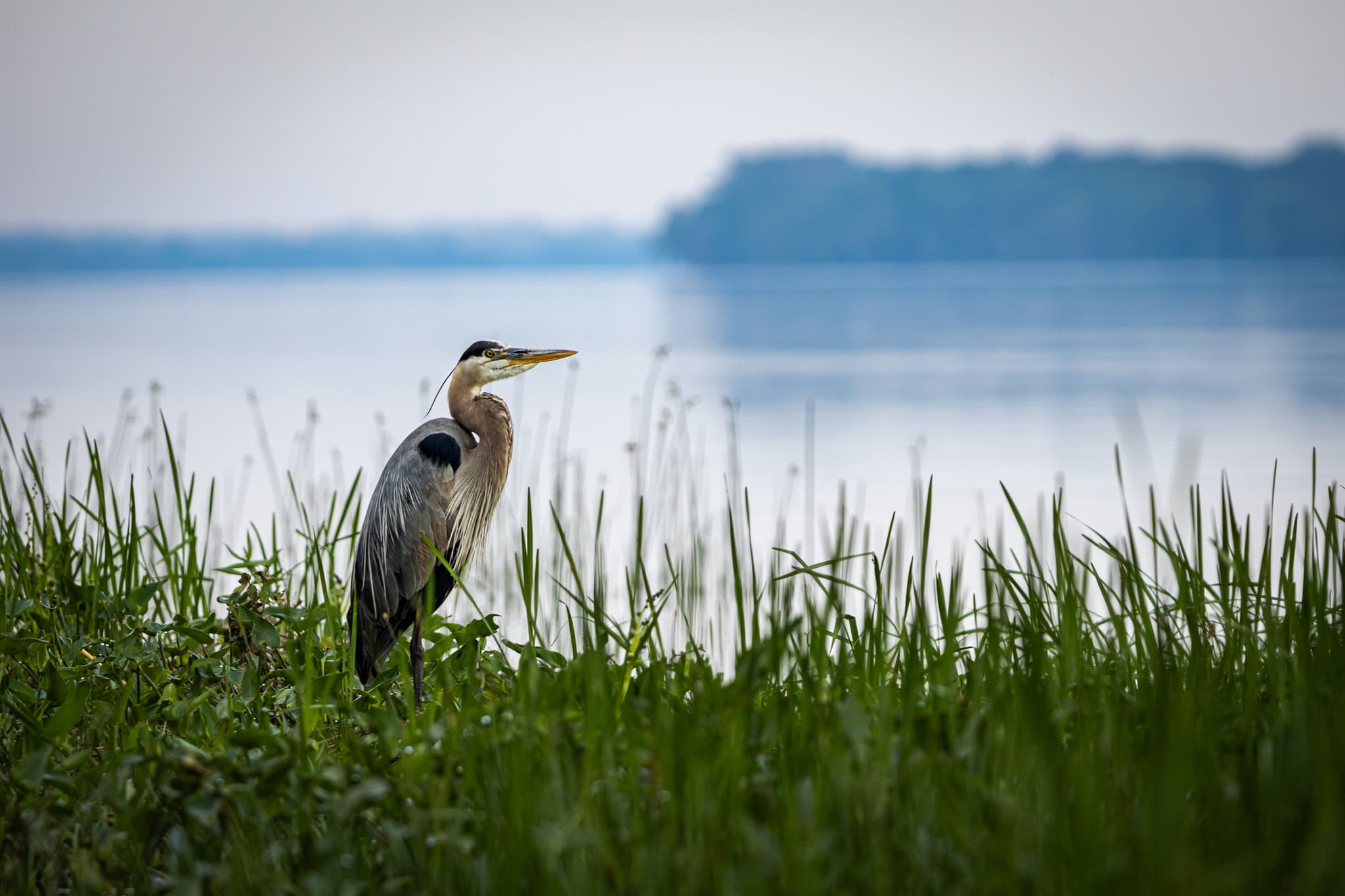 A great blue heron stands in tall green grass with a calm body of water and a hazy treeline in the background