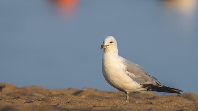 A seagull stands on a sandy beach with a blurred background featuring hints of blue water and a red object