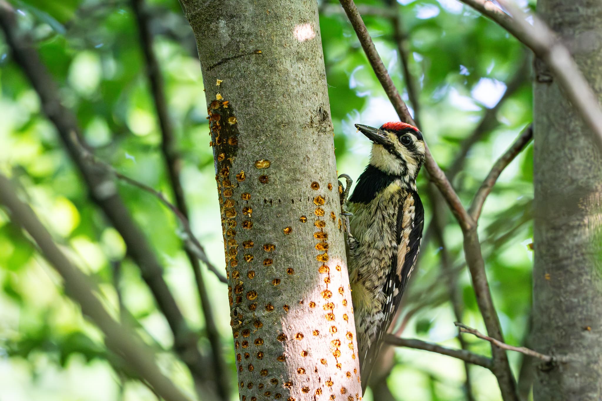 A woodpecker perched on the side of a tree trunk, surrounded by green foliage, with a pattern of holes visible on the tree bark