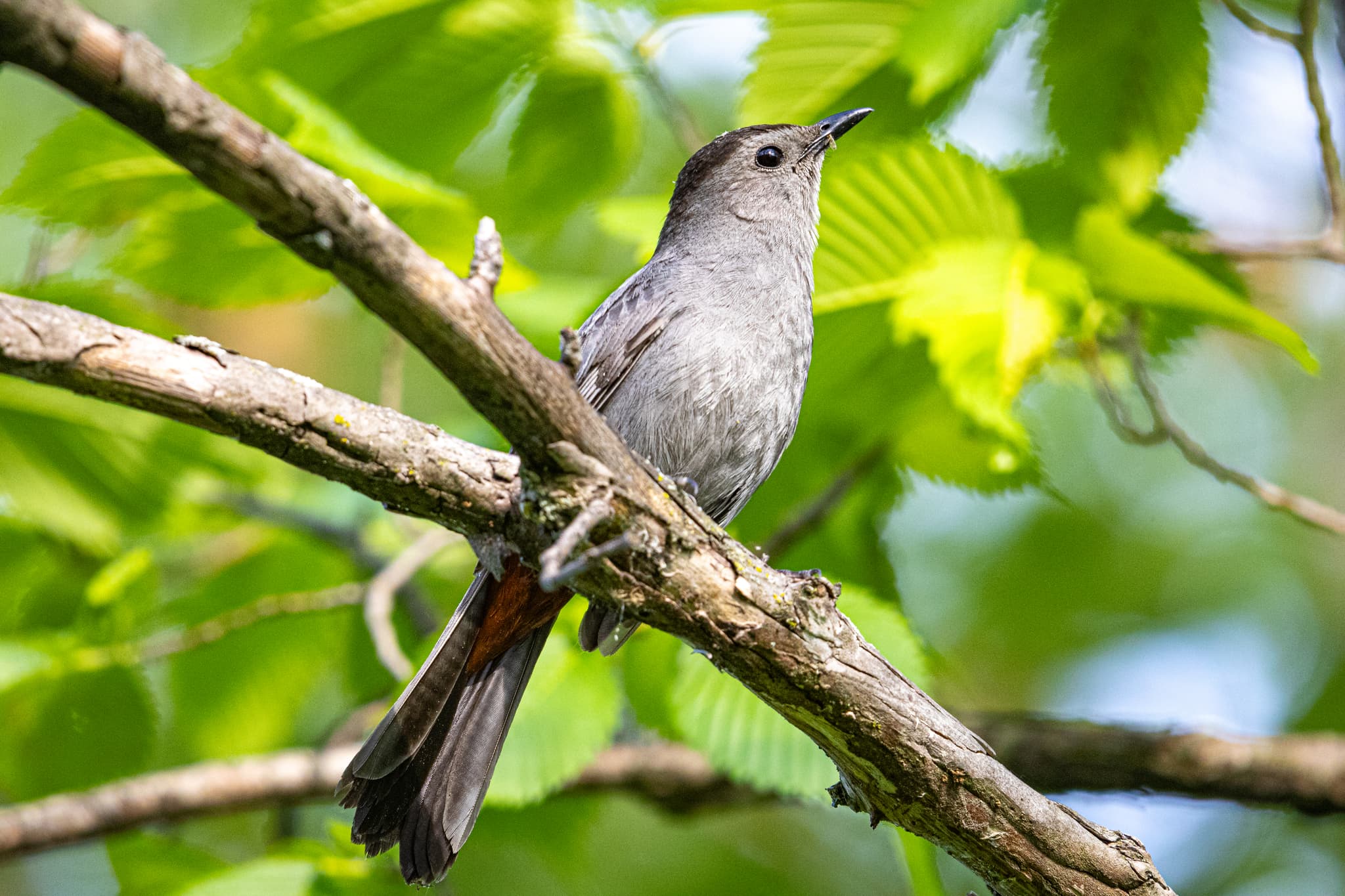 A gray bird perched on a branch surrounded by green leaves