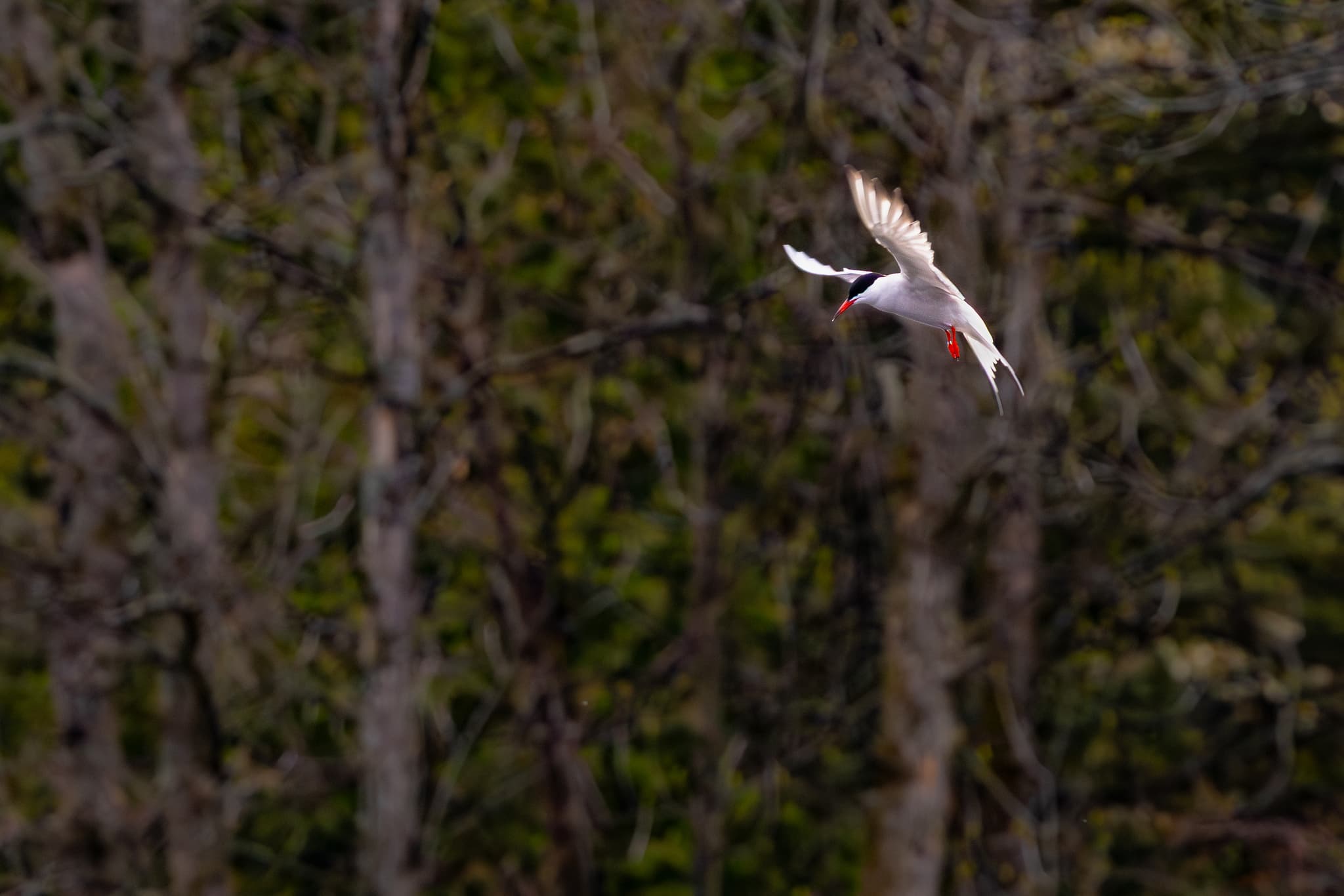 common tern