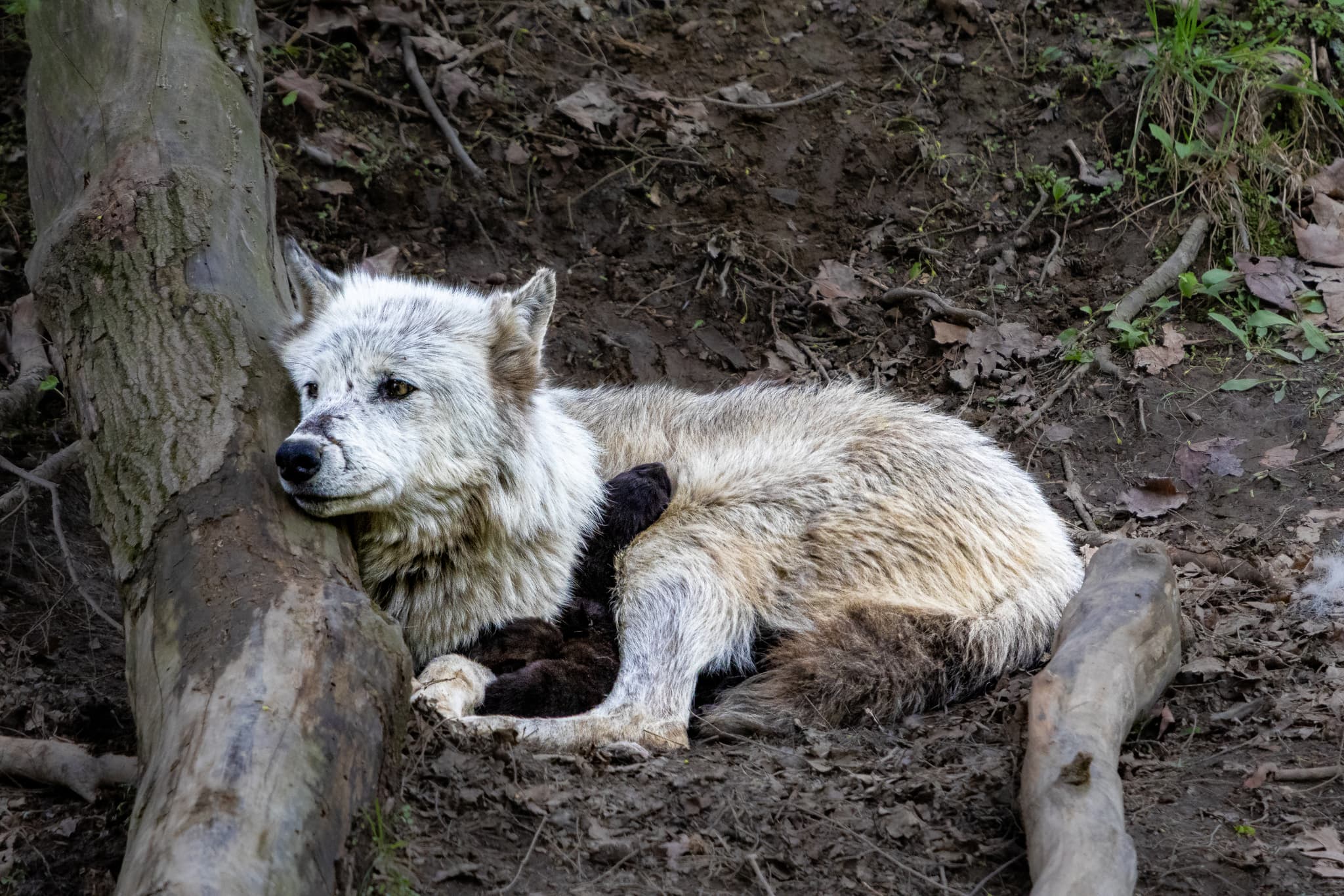 wolf mother and pups