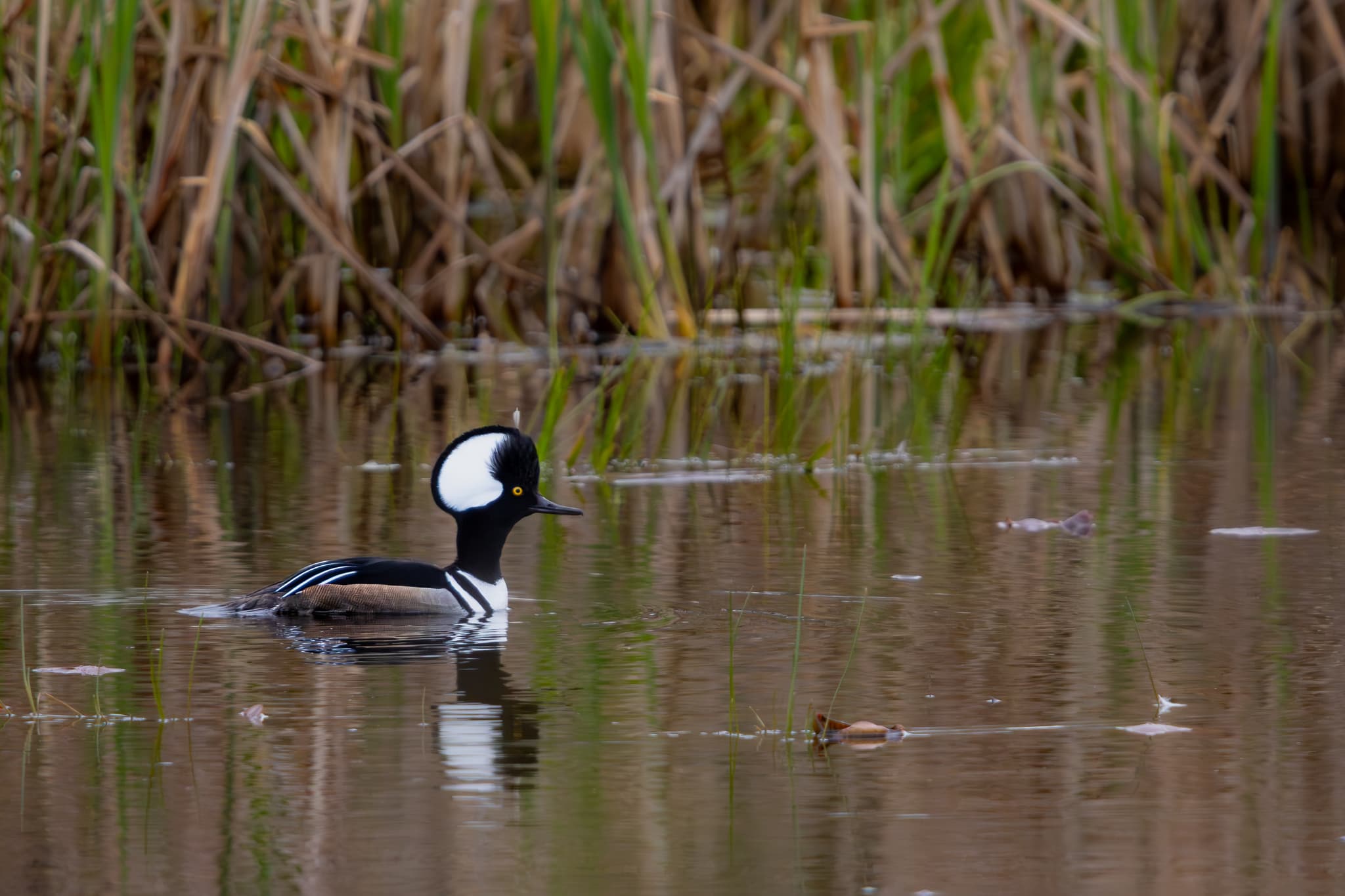hooded merganser